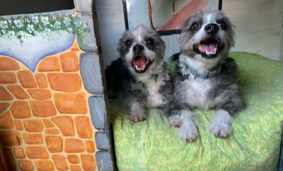 Oli’s Bed, Biscuits and Cuddles – Pet Boarding – Dog Boarding
